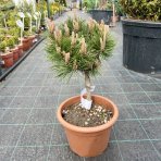Borovica horská (Pinus mugo) ‘BREPO’ - výška 30-40 cm ⌀ 30-40 cm, kont. C7L 